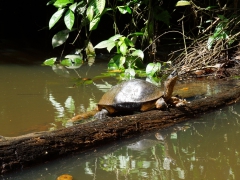Tortuguero